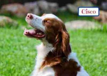 Rescue Brittany Spaniel Dogs for Adoption in Fort Worth, Texas - Cisco | PetCurious