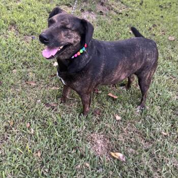 Jozee -  Plott Hound and Catahoula Leopard Dog Dog for Adoption in Alexandria, Louisiana - Jozee | PetCurious