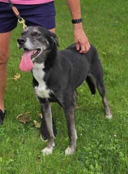 Rescue Mary Jane -  Mixed Breed Dog for Adoption in Batavia, New York - Rescue Mary Jane | PetCurious