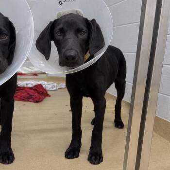 Annie -  Black Labrador Retriever and Mixed Breed Dog for Adoption in West Palm Beach, Florida - Annie | PetCurious