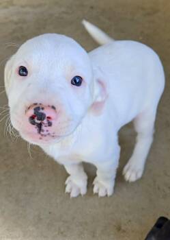 Badger -  Pit Bull Terrier and Australian Shepherd Dog for Adoption in Estherville, Iowa - Badger | PetCurious