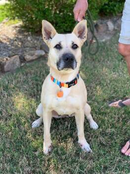 Mixed Breed Dogs Available for Adoption in Douglas, Massachusetts - Layla | PetCurious