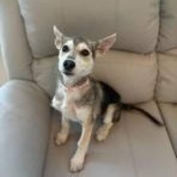 Husky Dogs Available for Adoption - Maddie | PetCurious