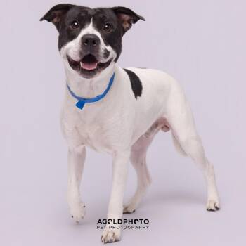 Enzo -  Terrier Dog for Adoption in Tampa, Florida - Enzo | PetCurious