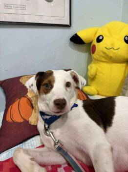 Rescue Hound and Mixed Breed Dogs for Adoption in Pinellas Park, Florida - Luna | PetCurious