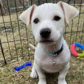 Terrier and Mixed Breed Dogs Available for Adoption - Shiro | PetCurious
