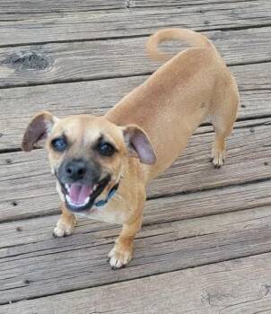 Chiweenie Dogs Available for Adoption in Van Alstyne, Texas - Zori | PetCurious
