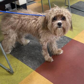 Milo -  Miniature Poodle and Mixed Breed Dog for Adoption in West Chester, Pennsylvania - Milo | PetCurious