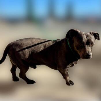 Pit Bull Terrier and Dachshund Dogs Available for Adoption - Tank | PetCurious