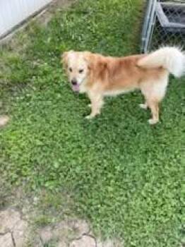 Luke -  Golden Retriever Dog for Adoption in Ashville, Ohio - Luke | PetCurious