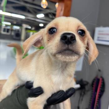 Pug Dogs Available for Adoption in Tacoma, Washington - Dan | PetCurious