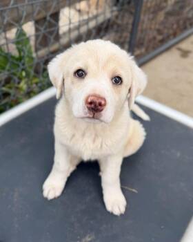 Great Pyrenees and Mixed Breed Dogs Available for Adoption in Severance, Colorado - Maui | PetCurious