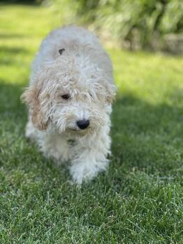 Cockapoo Dogs Available for Adoption in Wheaton, Illinois - Opal | PetCurious