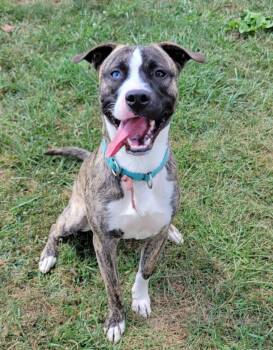 Rescue Siberian Husky and Pit Bull Terrier Dogs for Adoption in Lisbon, Ohio - Derringer | PetCurious