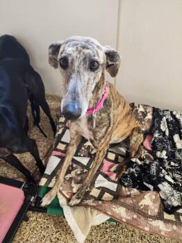 Galgo Spanish Greyhound Dogs Available for Adoption in Sterling Heights, Michigan - Rocio | PetCurious