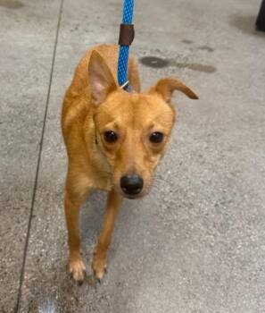 Chapo -  Chihuahua and Mixed Breed Dog for Adoption in Honolulu, Hawaii - Chapo | PetCurious