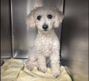 Kiara -  Poodle Dog for Adoption in New York, New York - Kiara | PetCurious