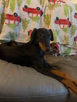 Shadow -  Doberman Pinscher Dog for Adoption in Oklahoma City, Oklahoma - Shadow | PetCurious
