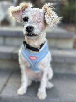 Mixed Breed Dogs Available for Adoption - Turanga Leela | PetCurious