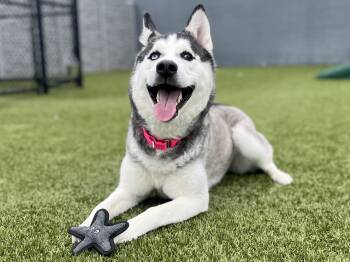 Husky Dogs Available for Adoption in Columbus, Ohio - Maroon | PetCurious