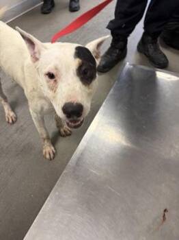 Funyun -  Bull Terrier and Mixed Breed Dog for Adoption in Fresno, California - Funyun | PetCurious