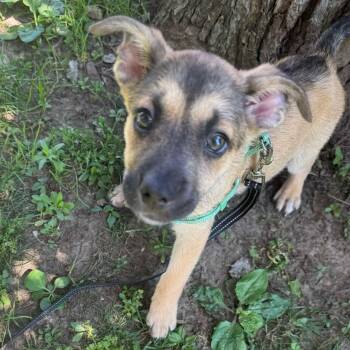 Percy -  Shepherd Dog for Adoption in Brockport, New York - Percy | PetCurious