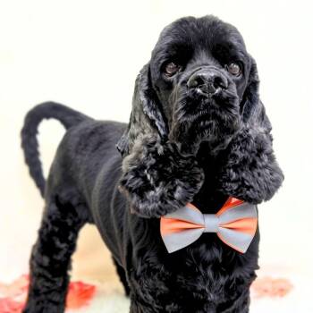Loki -  Cocker Spaniel Dog for Adoption in Los Angeles, California - Loki | PetCurious