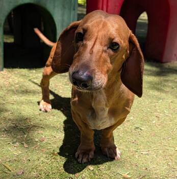 Herbert -  Dachshund Dog for Adoption in Ramona, California - Herbert | PetCurious