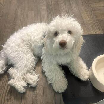 Maltipoo Dogs Available for Adoption in Homer Glen, Illinois - Lucky (aka Moonpie) | PetCurious