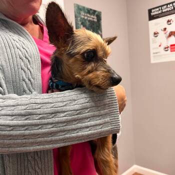 Pinwheel -  Yorkshire Terrier Dog for Adoption in Buford, Georgia - Pinwheel | PetCurious