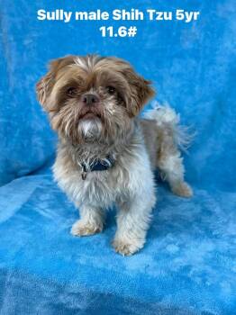 Shih Tzu Dogs Available for Adoption - Sully | PetCurious
