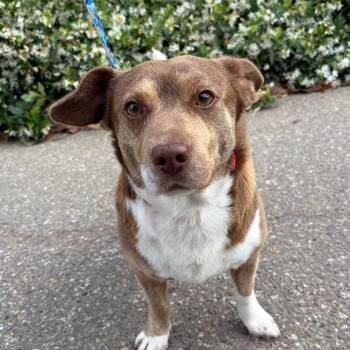 Dachshund and Cardigan Welsh Corgi Dogs Available for Adoption in Goleta, California - Kubby | PetCurious