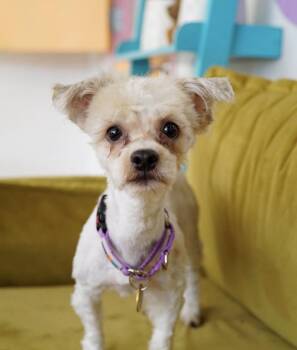 Scuba -  Maltese Dog for Adoption in Pasadena, California - Scuba | PetCurious