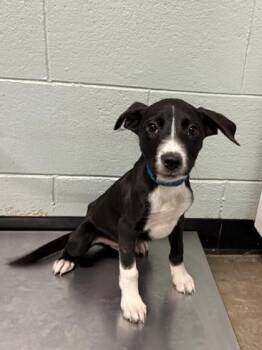 Data -  Pit Bull Terrier Dog for Adoption in Red Bluff, California - Data | PetCurious