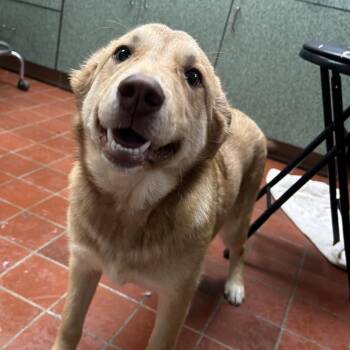 Retriever Dogs Available for Adoption - Clover | PetCurious