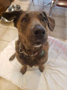 Rescue Mixed Breed and Labrador Retriever Dogs for Adoption in Toronto, Ontario - LOLA | PetCurious