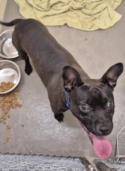Pit Bull Terrier Dogs Available for Adoption in Hagerstown, Maryland - REDBULL | PetCurious