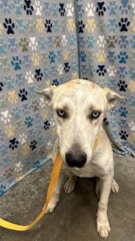 RORY -  Siberian Husky and Mixed Breed Dog for Adoption in Rosenberg, Texas - RORY | PetCurious