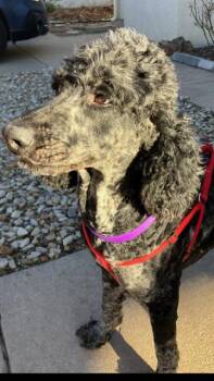 Poodle Dogs Available for Adoption - Cowboy | PetCurious