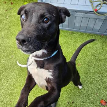 Olly -  Labrador Retriever Dog for Adoption in Greensboro, North Carolina - Olly | PetCurious