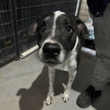 Mixed Breed Dogs Available for Adoption - Pepper | PetCurious