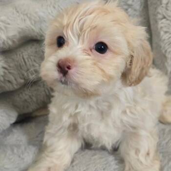 Dream -  Mixed Breed Dog for Adoption in Jarrettsville, Maryland - Dream | PetCurious