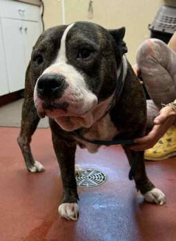 Rescue Pit Bull Terrier Dogs for Adoption in Salisbury, Maryland - Joe Rock | PetCurious