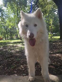 Zeusy Boy -  Siberian Husky Dog Available for Adoption in Sumter, South Carolina - Zeusy Boy | PetCurious