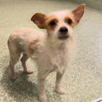 Princess -  Terrier and Chihuahua Dog for Adoption in Calverton, New York - Princess | PetCurious