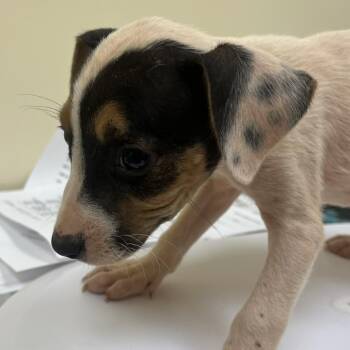 Sneezy -  Mixed Breed Dog for Adoption in Madisonville, Tennessee - Sneezy | PetCurious