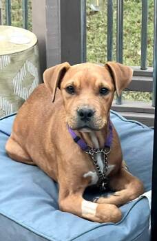 Rescue Mixed Breed Dogs for Adoption in Sharpsburg, Georgia - Edgar | PetCurious