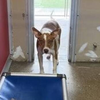 OLIVER -  Mixed Breed Dog for Adoption in Fernandina Beach, Florida - OLIVER | PetCurious