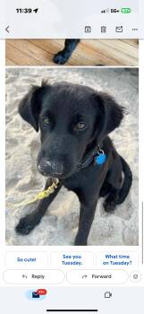 Rescue Labrador Retriever Dogs for Adoption in Pleasant Valley, New York - Ozzie | PetCurious