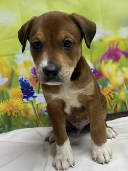 Terrier and Mixed Breed Dogs Available for Adoption in San Antonio, Texas - Bo | PetCurious